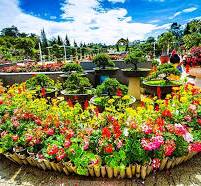 Đà Lạt : Tự Do Thưởng Ngoạn